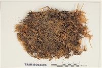 藏品(蔓苔科)的圖片